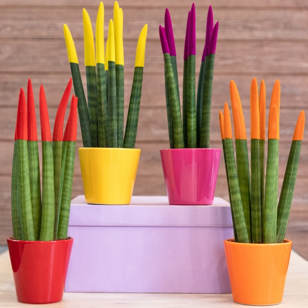 Painted Sansevieria cylindrica Straight Cylindrical Snake Plant in the colorful pots