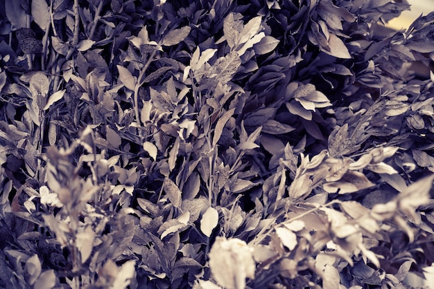 Painted silver leaves for background