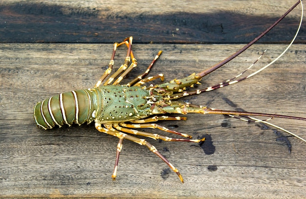 Photo painted spiny lobster (panulirus versicolor) trapped by fishermen caught in fishing boat.