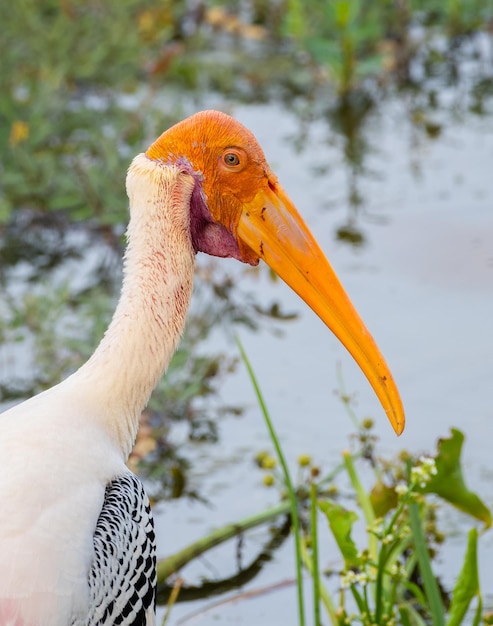 Painted stork bird closeup headshot photograph Isolated beautiful bird near the marshes in Yala national park Orange color head and long beak