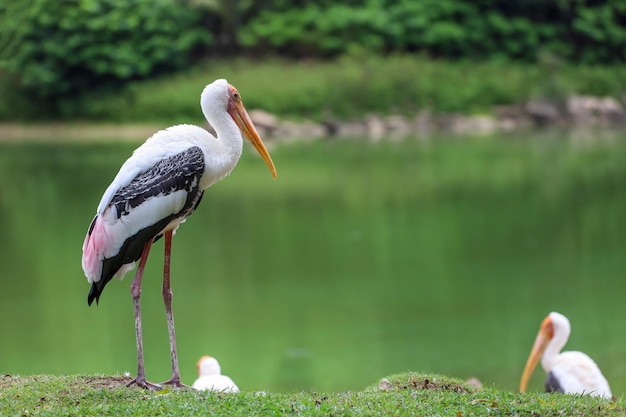 The Painted Stork bird Mycteria leucocephala in garden