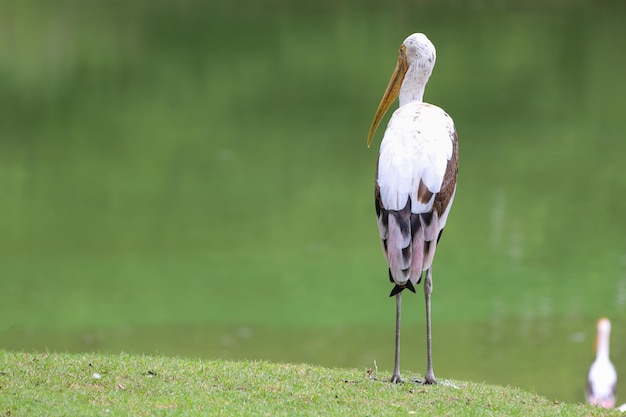 The Painted Stork bird Mycteria leucocephala in garden