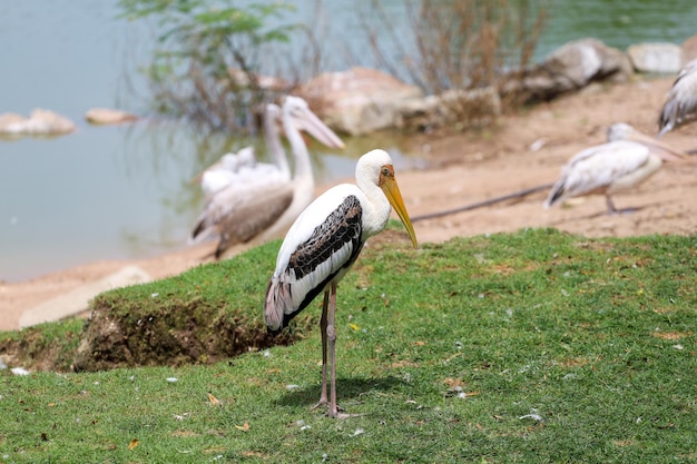 庭のインドトキコウ鳥Mycterialeucocephala