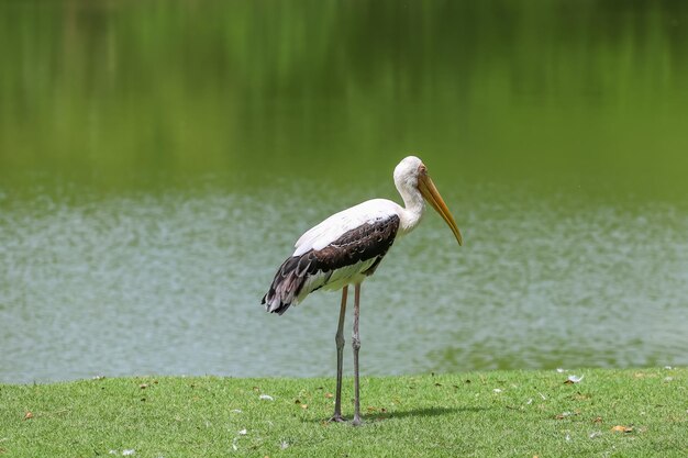 Photo the painted stork bird mycteria leucocephala in garden