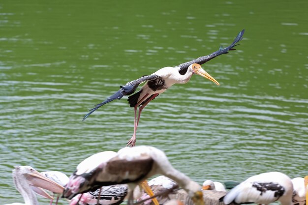 The Painted Stork bird Mycteria leucocephala in garden