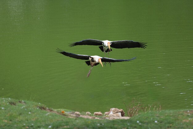 Photo the painted stork bird mycteria leucocephala in garden