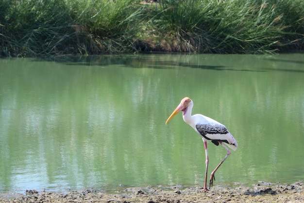 The painted stork bird (mycteria leucocephala) near the river