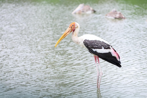 The Painted Stork bird Mycteria leucocephala in river