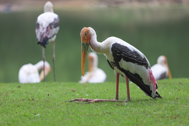 L'uccello della cicogna dipinta seduto nell'erba con un lago e più uccelli sullo sfondo