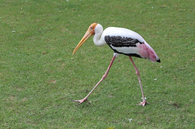 The Painted Stork bird walking on the grass