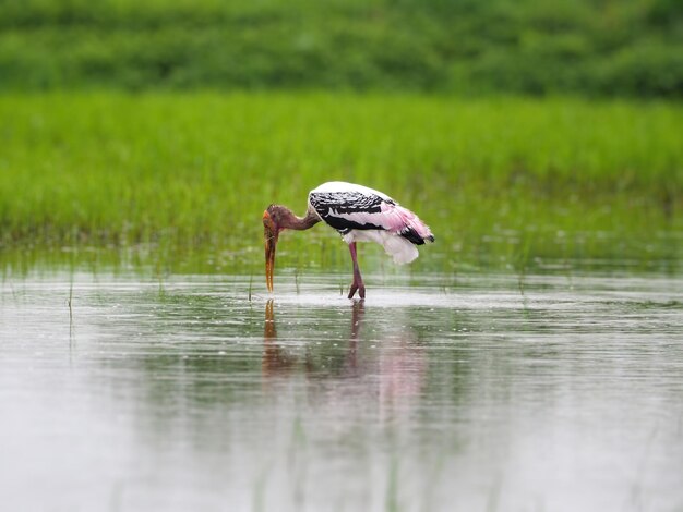 塗られたコウノトリの鳥