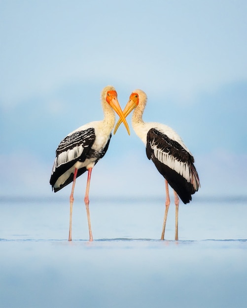 Painted Stork couple