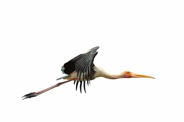 Painted Stork flying isolated on white background