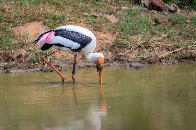 Painted stork or mycteria leucocephala in the wild