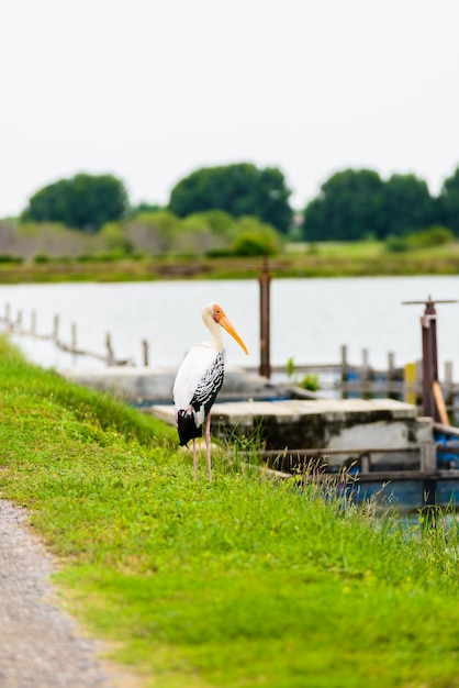 Painted Stork (Mycteria leucocephala)