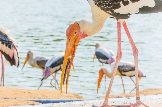 The Painted Stork