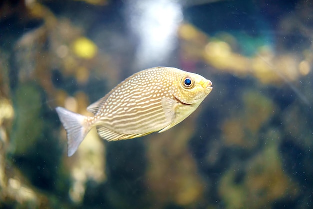 写真 海洋でペイントされたコショウダイ