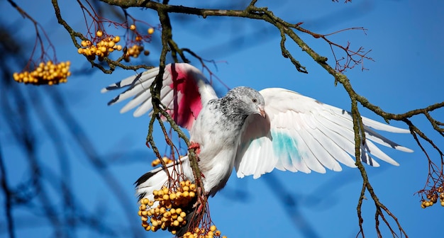 Окрашенные голуби, съедающие ягоды роуэна