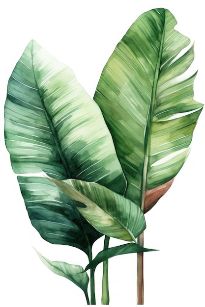 A painting of a banana leaf