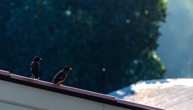 Pair acridotheres on the roof.