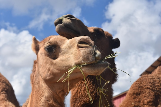 Pair of Adorable Camels Chewing Hay Together