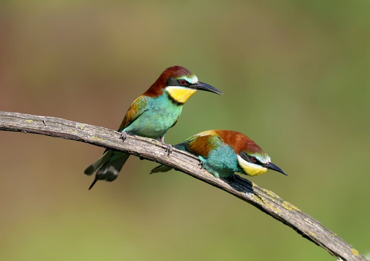 의식에 먹이를 주고 교미하는 동안 한 쌍의 성인 꿀벌 먹는 사람(Merops apiaster).