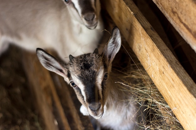 Pair of baby goats