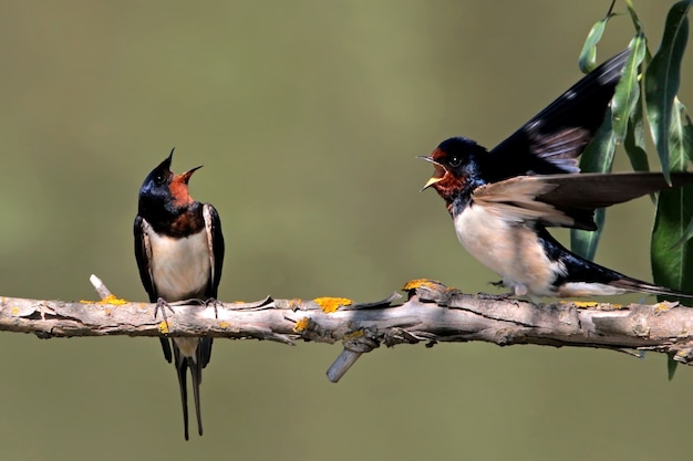 A pair of barn swallow before matting