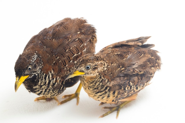 A pair of barred buttonquail or common bustard-quail (Turnix suscitator) on white