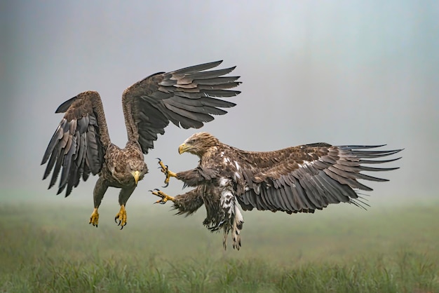 A pair of battling White tailed eagles (Haliaeetus albicilla) appear to be performing karate mid-air