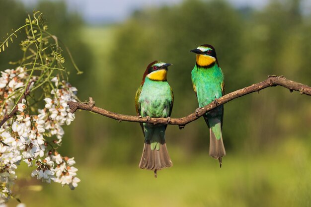 Pair of beautiful birds sitting in the spring on a branch