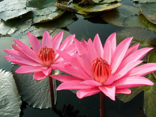 池の美しい咲くピンクの蓮の花のペア