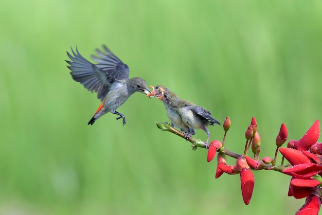 鳥のつがいが花を食べている