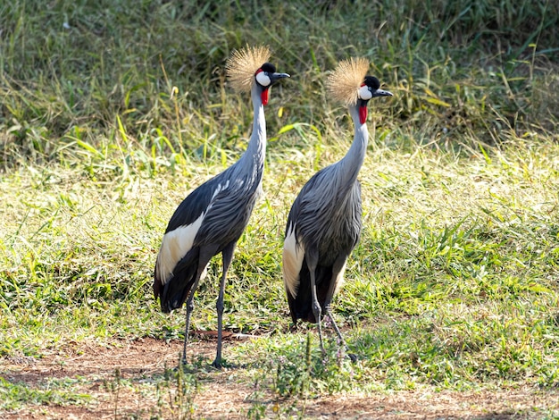 A pair of Black-crowned Crane