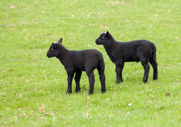 Pair of black welsh lambs in meadow