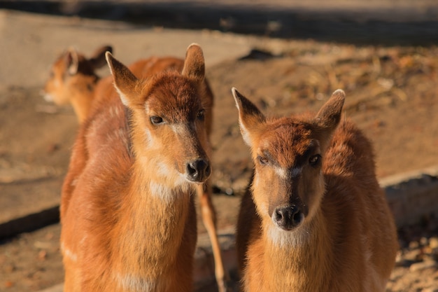 Pair of brown antelopes in the sand looking at camera