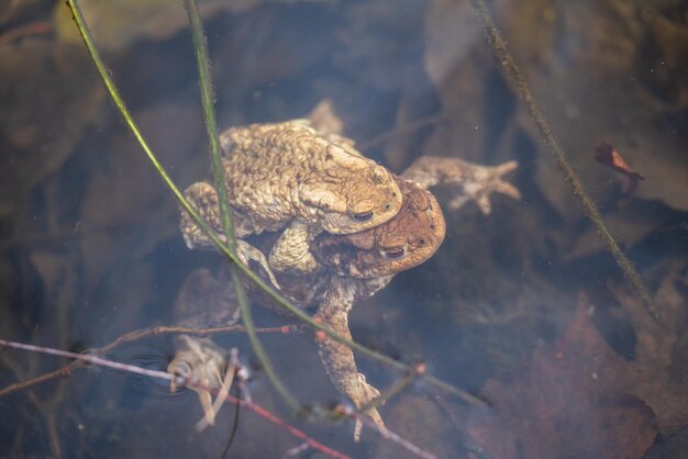 Foto una coppia di rane marroni nella stagione di accoppiamento vicino in acqua la stagione riproduttiva primaverile del concetto di anfibia