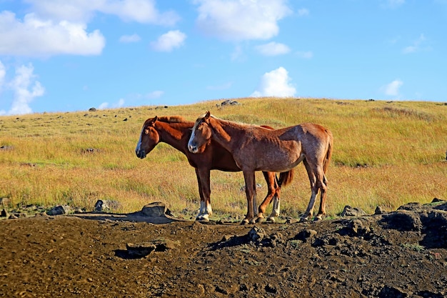 イースター島、チリ、南アメリカの牧草地でリラックスした茶色の野生の馬のペア