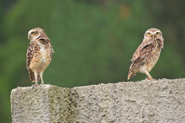 Photo pair of burrowing owls taking care of their nest