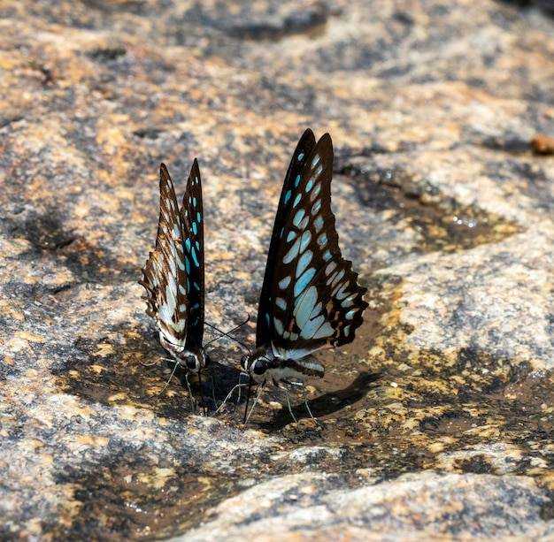 Foto un paio di farfalle che mangiano acqua sulla roccia