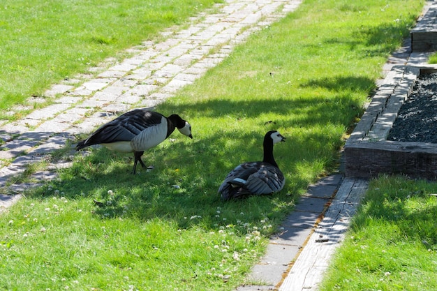 草の上のカナダのガチョウのペア