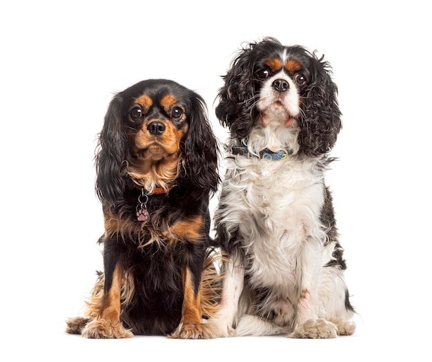 Photo pair of cavalier king charles spaniels sitting together