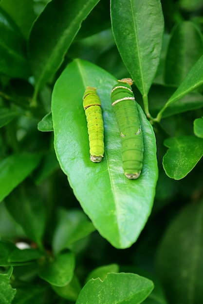 Pair of citrus tree caterpillars in different instar resting on lime tree leaf with selective focus