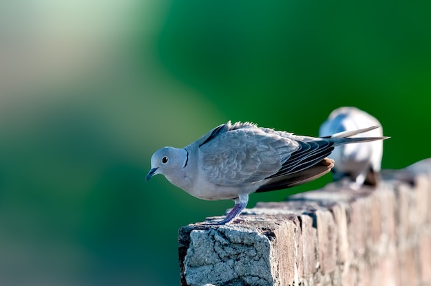 壁に羽をつけた鳩のペア