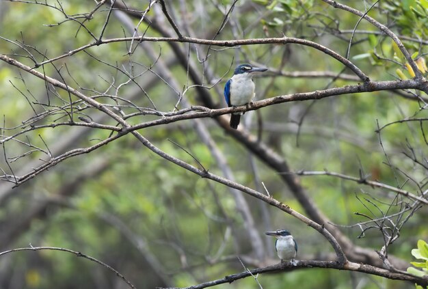 A pair of Collared Kingfishers perching on tree branch , Thailand