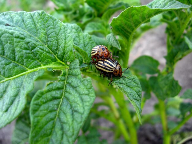 Pair of colorado gluttonous bugs sitting on a leaf of a potato