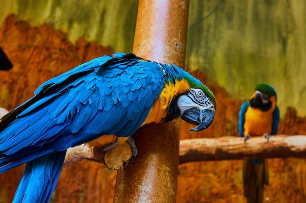 Pair of colorful blue and gold Macaw birds on branches