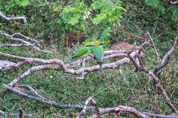 Photo pair of colorful green beeeater or merops orientalis in yala national park sri lanka