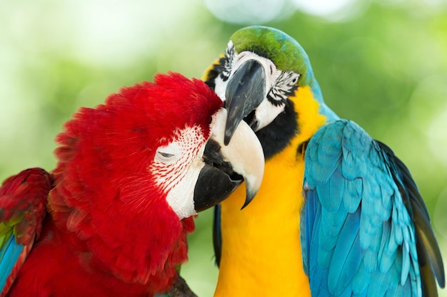 Pair of colorful Macaws parrots