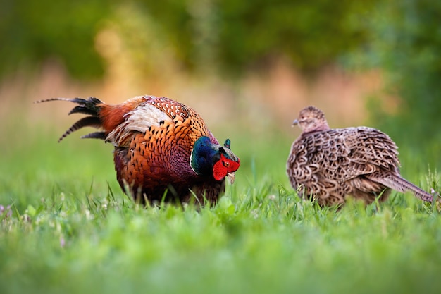 Photo pair of common pheasants in courting season in spring nature